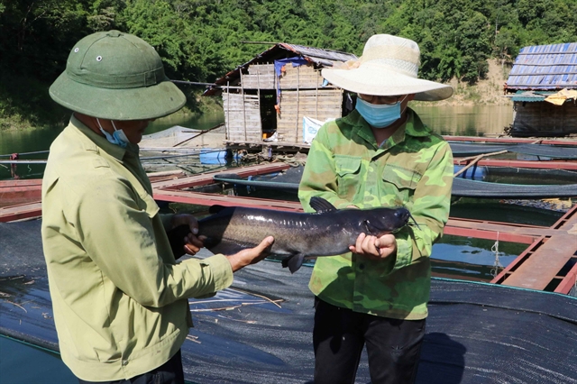 Việt Nam to develop sustainable aquaculture with export revenues of US$12 bln by 2030