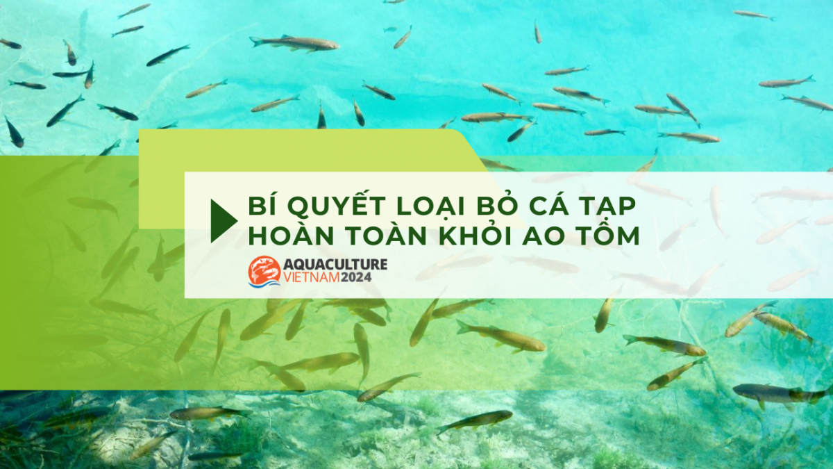 cac cach loai bo ca tap trong ao nuoi tom 9