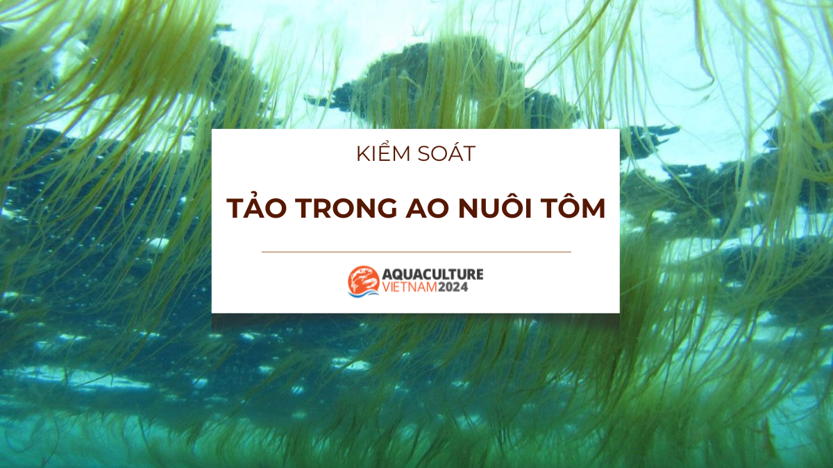 kiem soat tao trong ao nuoi tom 1