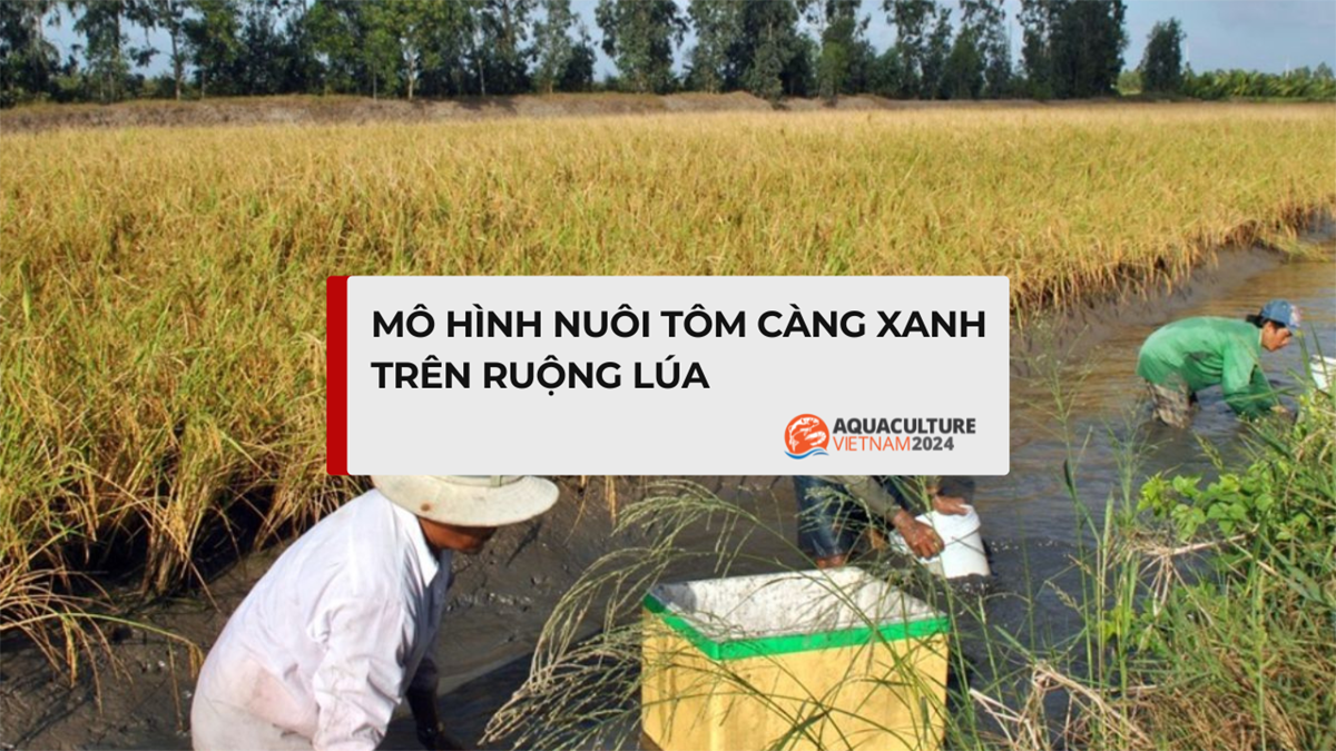 nuoi tom cang xanh tren ruong lua 1