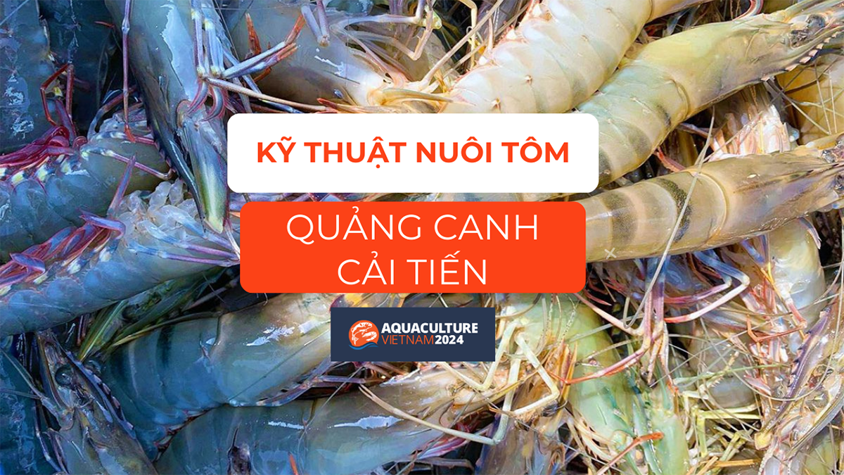 nuoi tom su quang canh cai tien 1