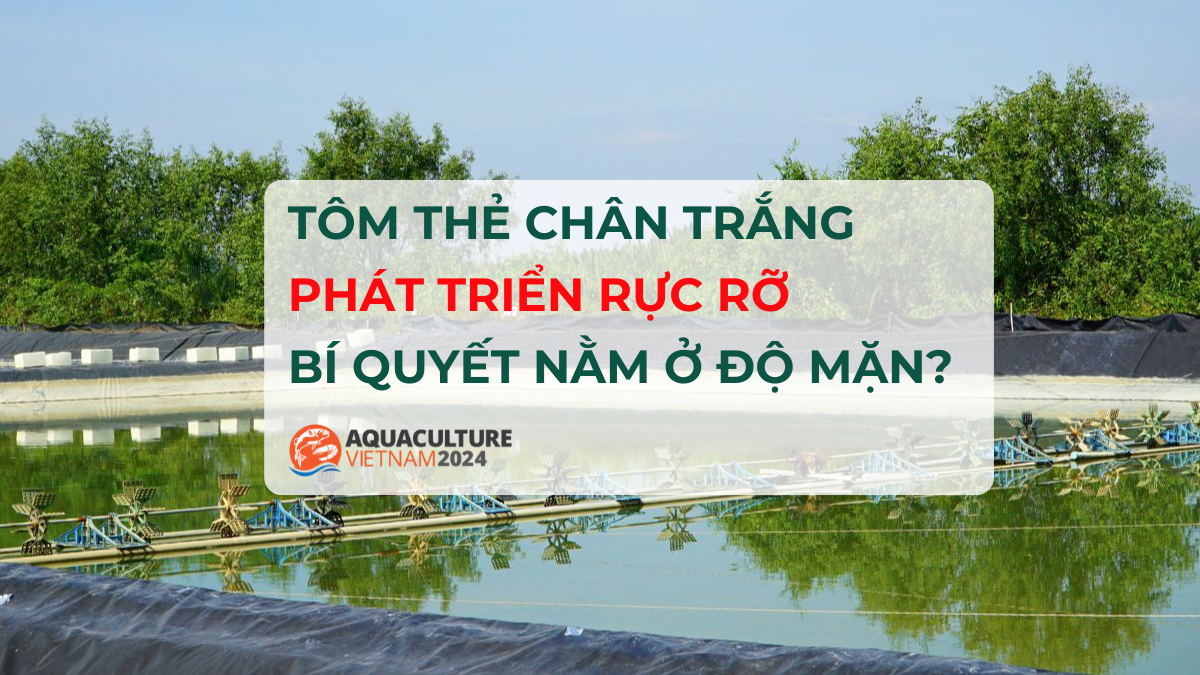 do man trong ao nuoi tom the chan trang 1