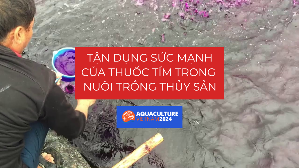 su dung thuoc tim trong nuoi trong thuy san 1