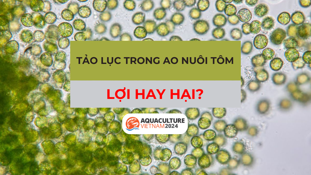 tao luc trong ao nuoi tom 1