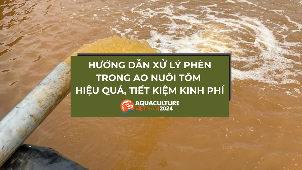 xu ly phen trong ao nuoi tom 1