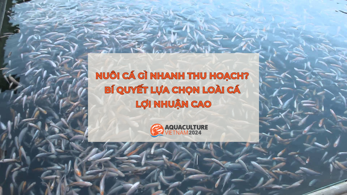 nuoi ca gi nhanh thu hoach 1