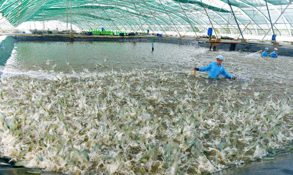 nuoi tom sieu tham canh 4