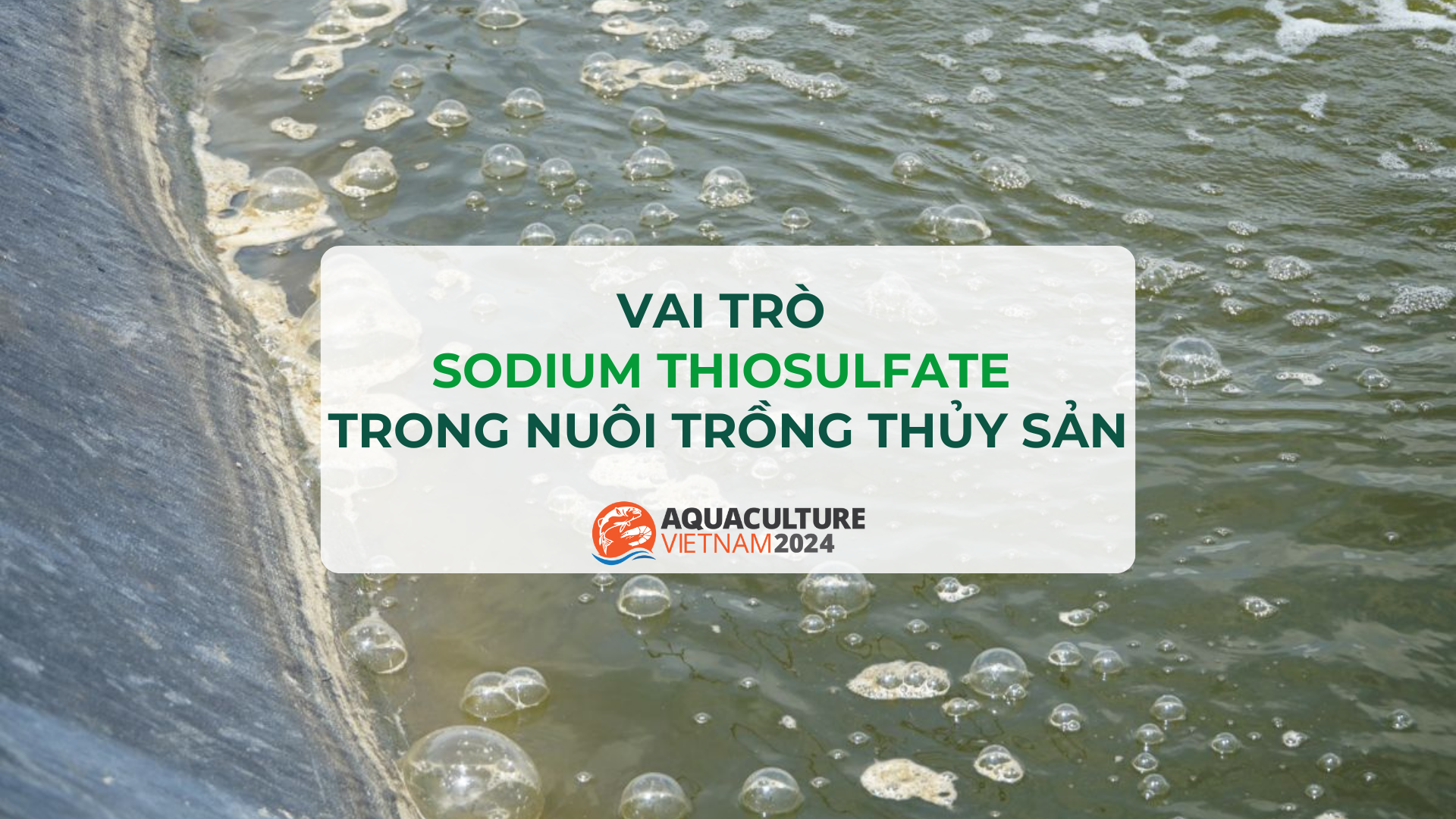 sodium thiosulfate trong nuoi trong thuy san 1