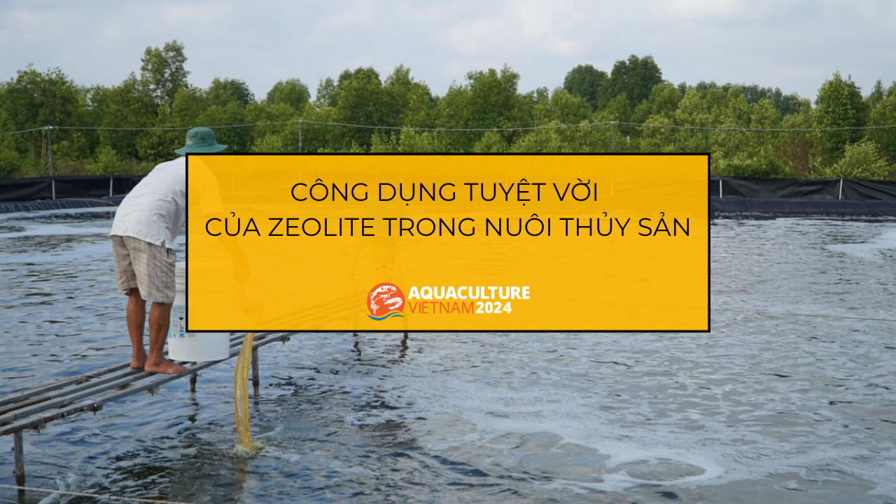 zeolite trong nuoi trong thuy san 1