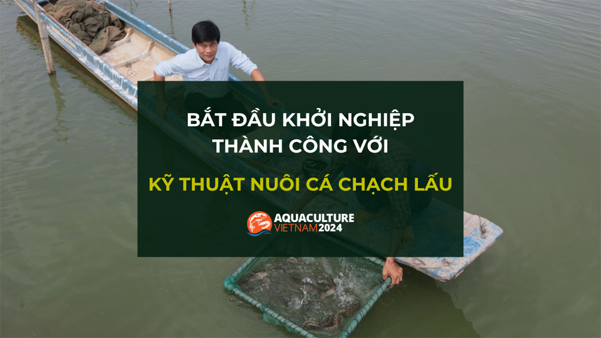 nuoi ca chach lau trong xi mang 1