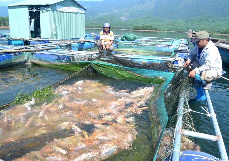 nuoi trong thuy san theo vietgap 2