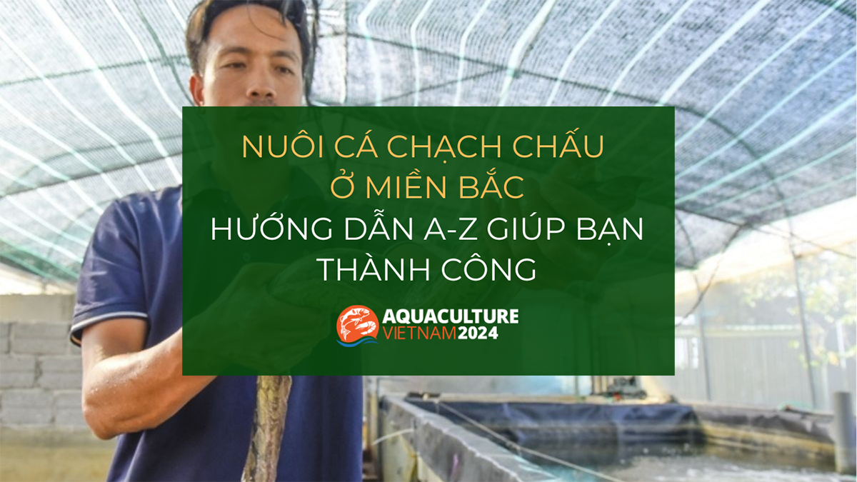 nuoi ca chach lau o mien bac 1