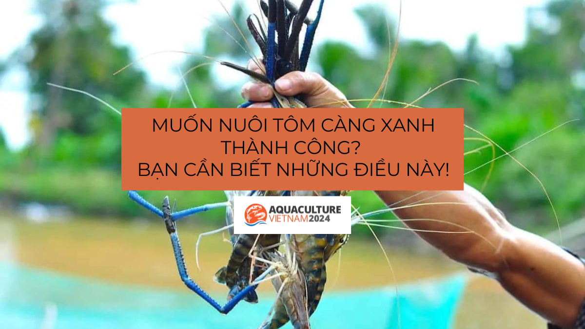 nuoi tom cang xanh 1