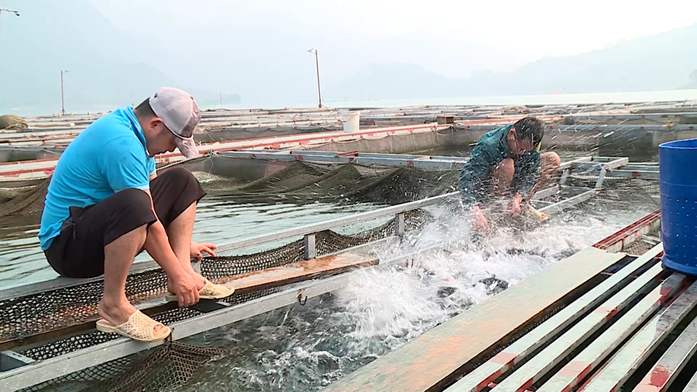 nuoi trong thuy san tap trung 4