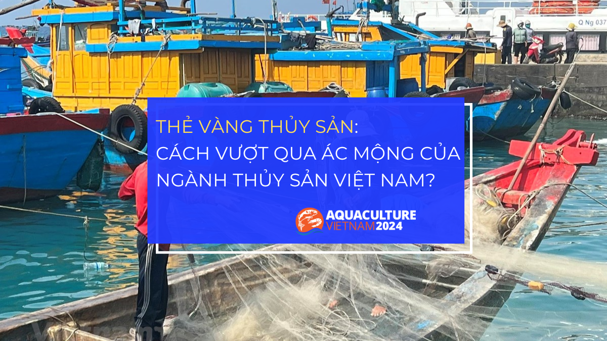 the vang thuy san 1