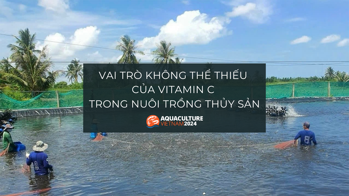 vitamin c trong nuoi trong thuy san 1