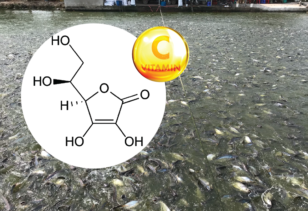 vitamin c trong nuoi trong thuy san 2