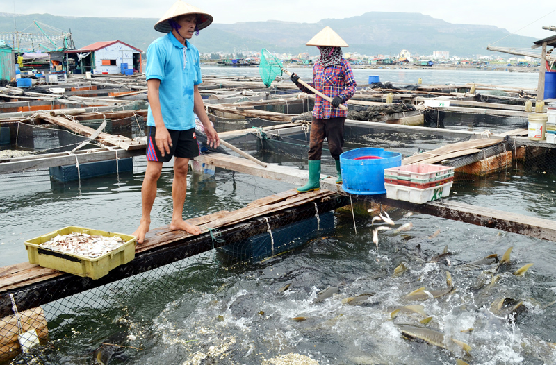 bronopol trong nuoi trong thuy san 3