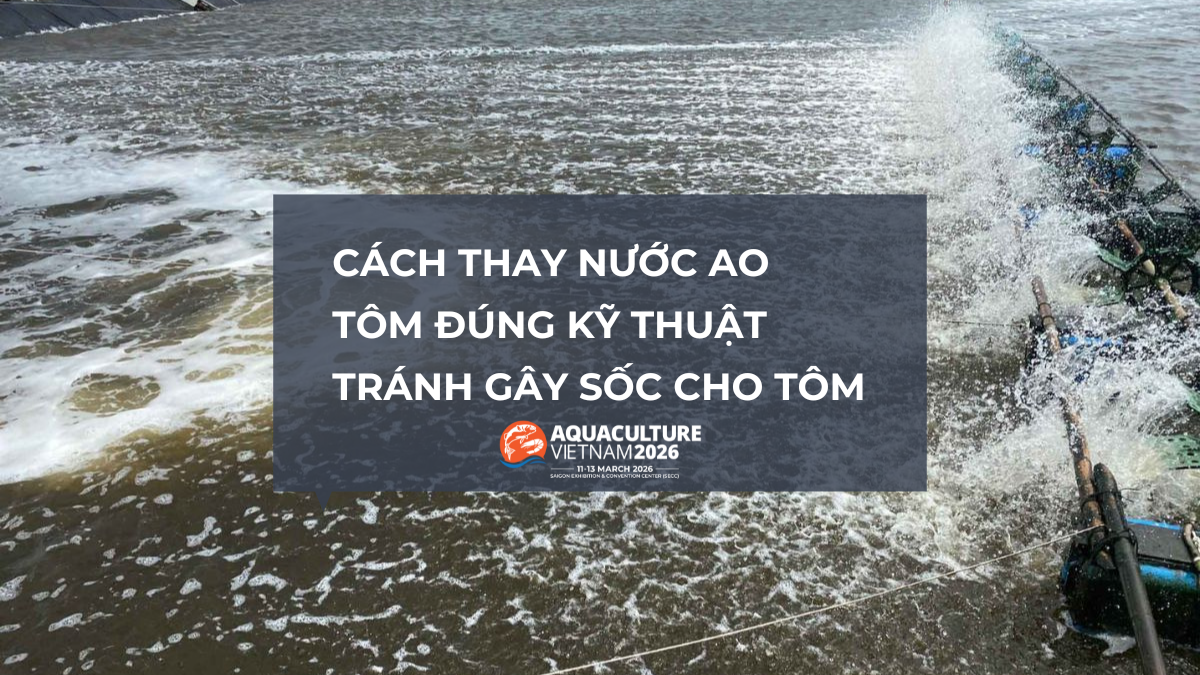 Cách thay nước ao tôm đúng kỹ thuật, tránh gây sốc cho tôm