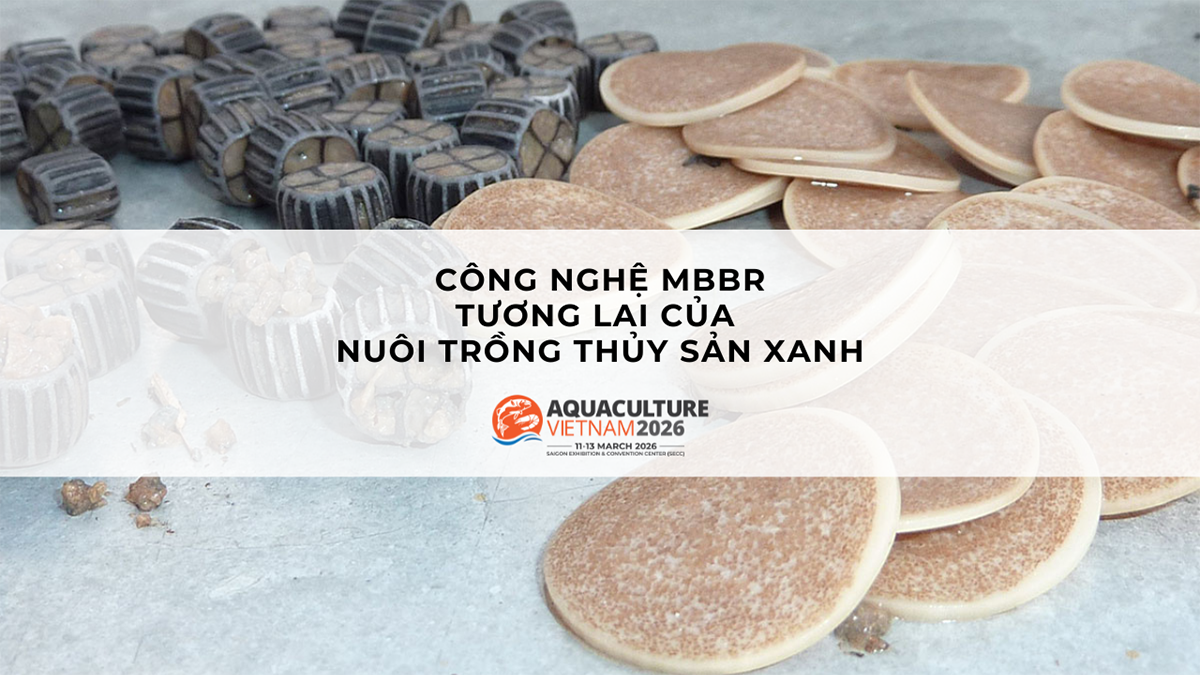 cong nghe mbbr trong nuoi trong thuy san 1