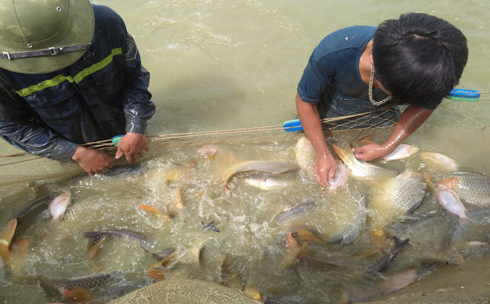 khac phuc ao nuoi mua mua lu 4