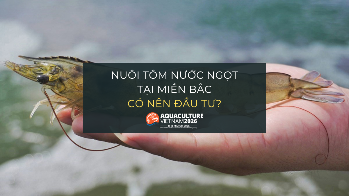 nuoi tom nuoc ngot mien bac 1