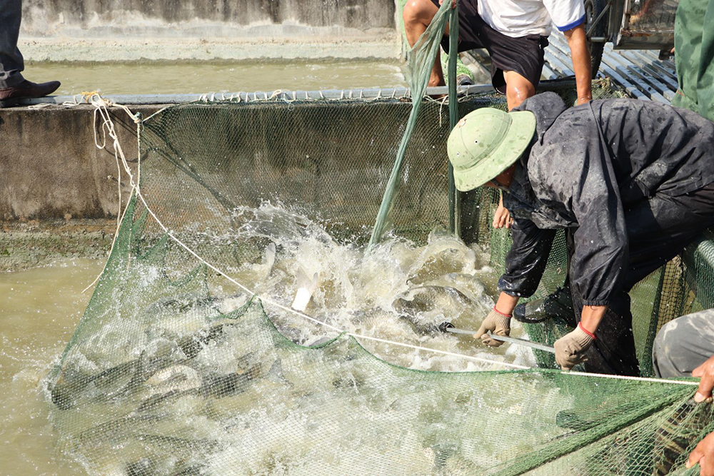 nuoi trong thuy san huu co 4