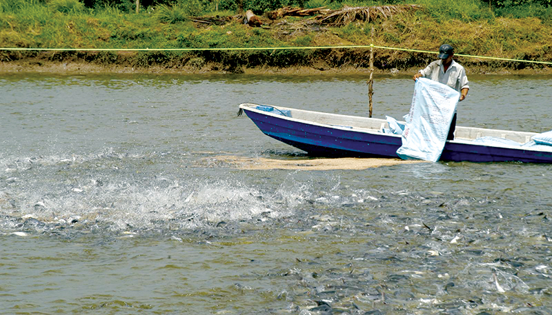 thao duoc trong nuoi trong thuy san 3