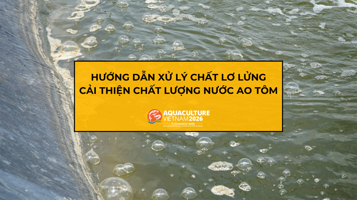 xu ly chat lo lung trong ao tom 1