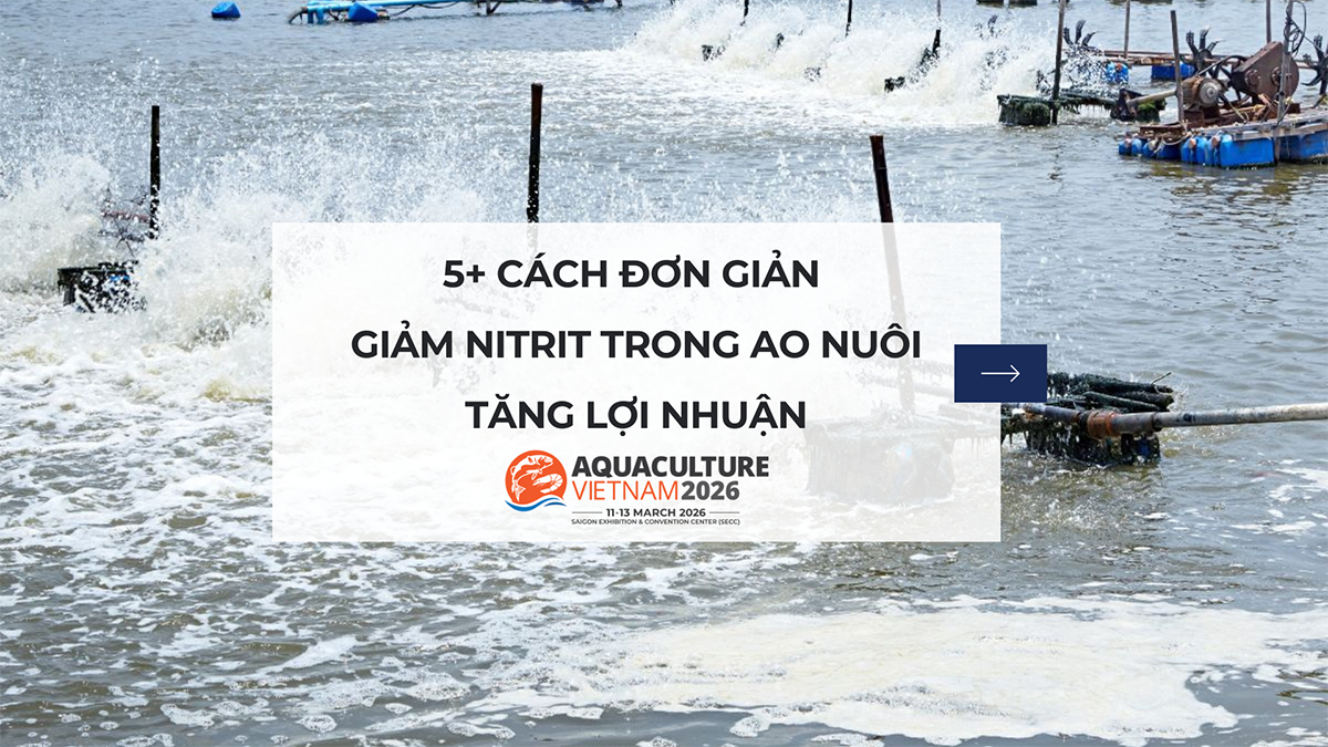 5+ cách đơn giản để giảm nitrit trong ao nuôi, tăng lợi nhuận