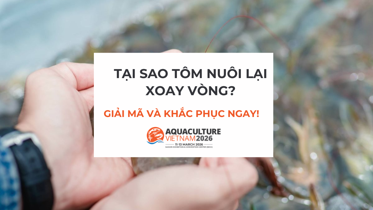 Tại sao tôm nuôi lại xoay vòng? Giải mã và khắc phục ngay