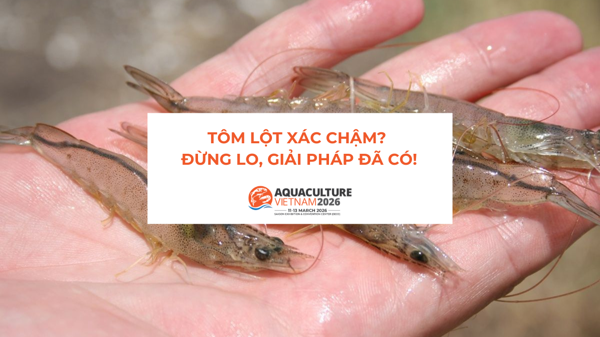 Tôm lột xác chậm? Đừng lo, giải pháp đã có!